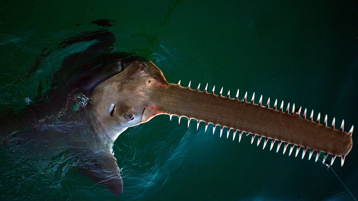 Sawfish in water