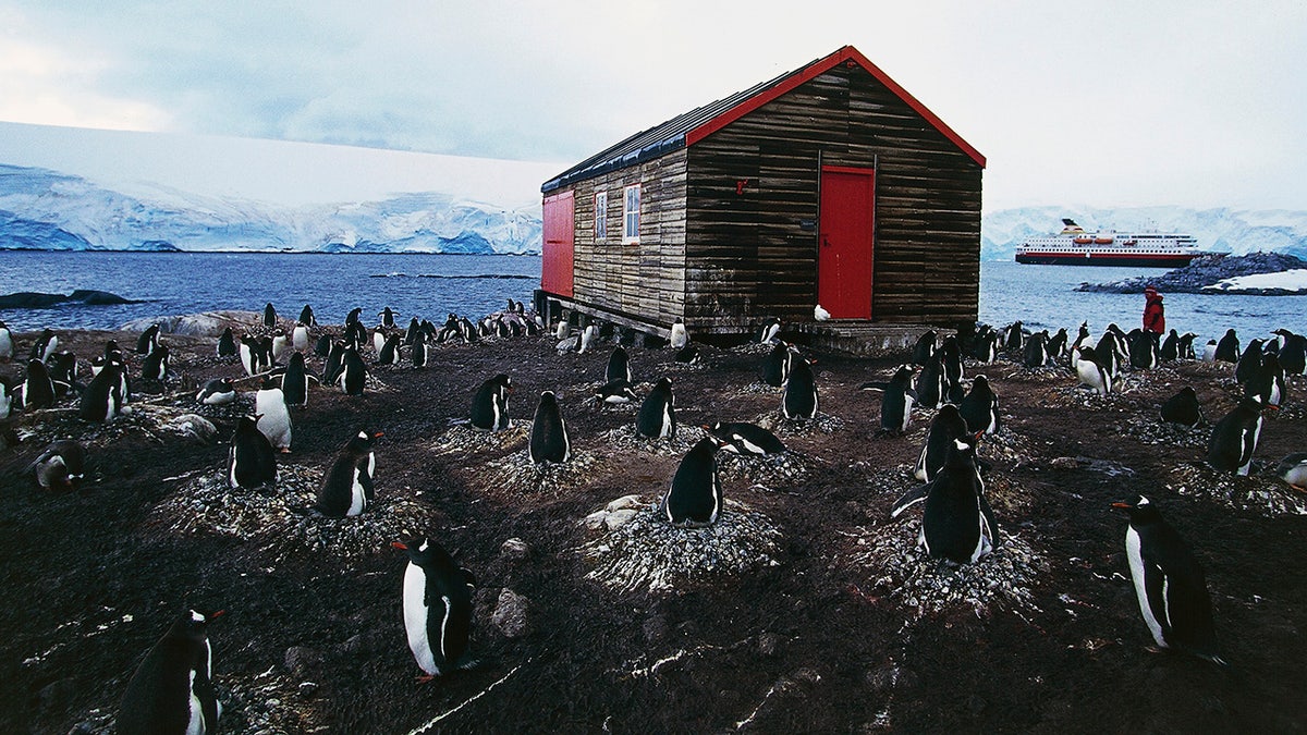 penguins around port lockroy