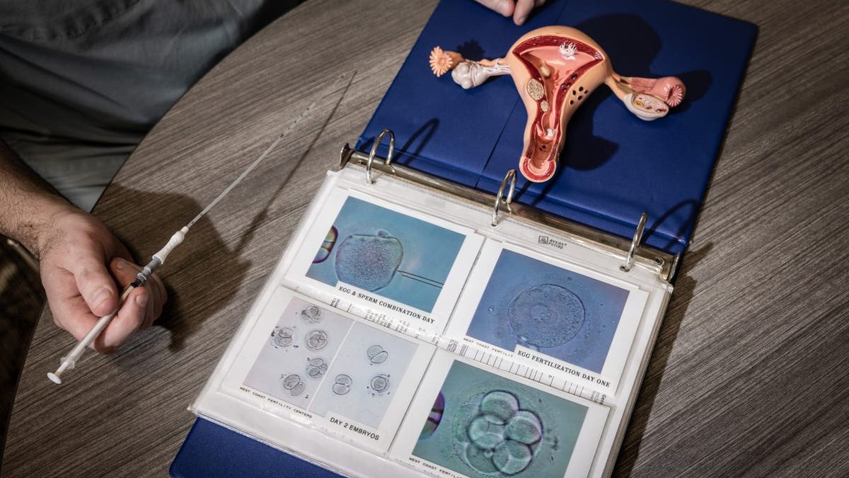 IVF model vagina uterus 