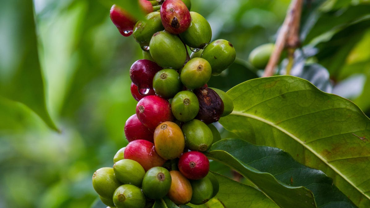 Coffee fruit