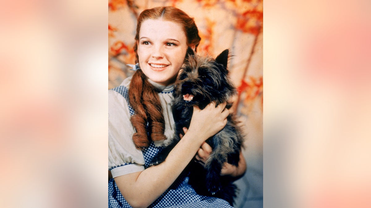 Judy Garland holding Toto in The Wizard of Oz