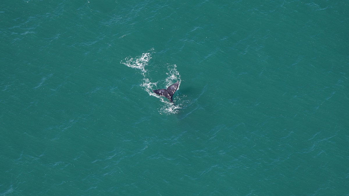 Gray Whale Tail