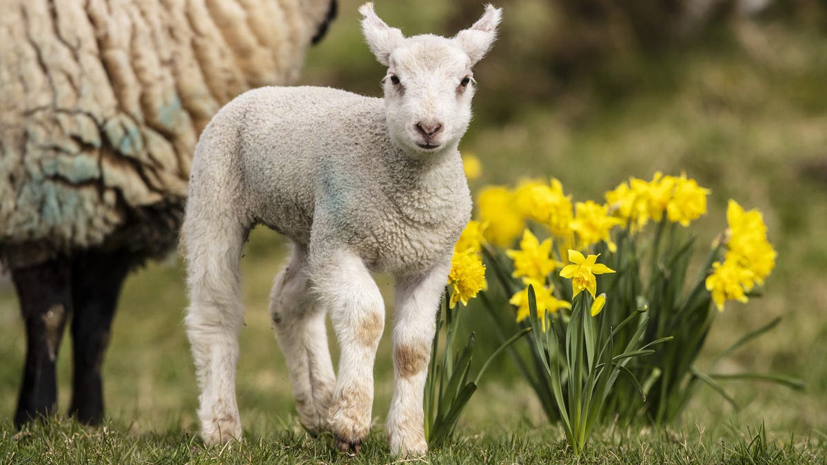 Lambs in Ireland