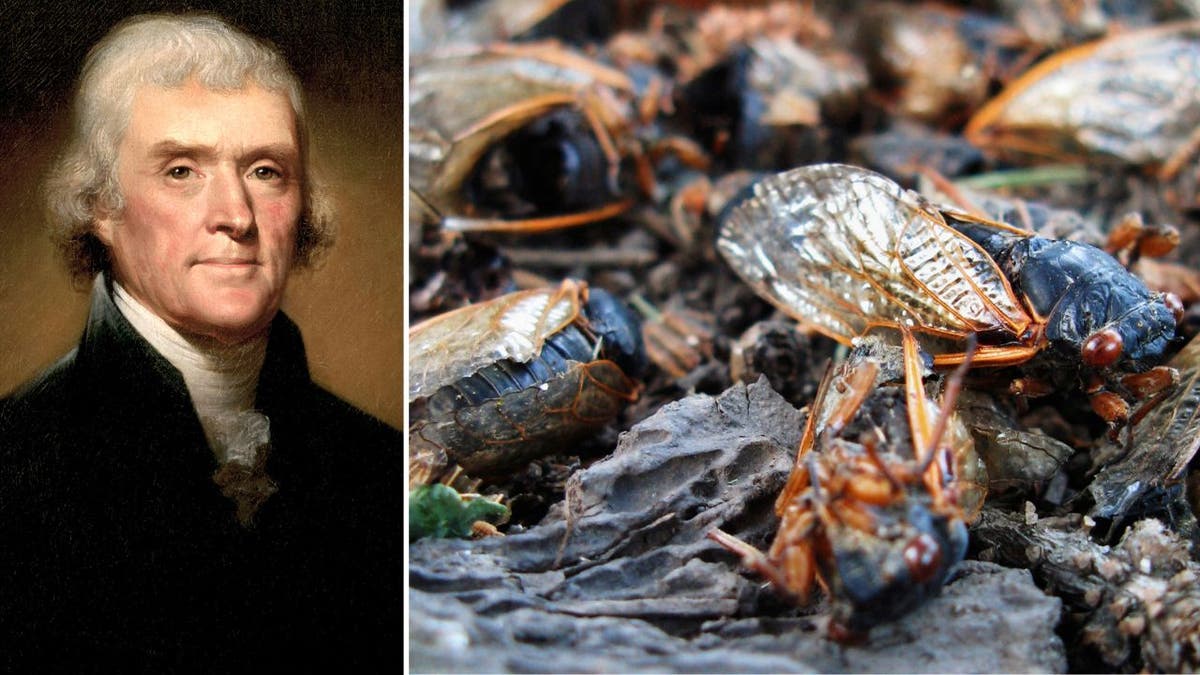 Thomas Jefferson and cicada carcasses.
