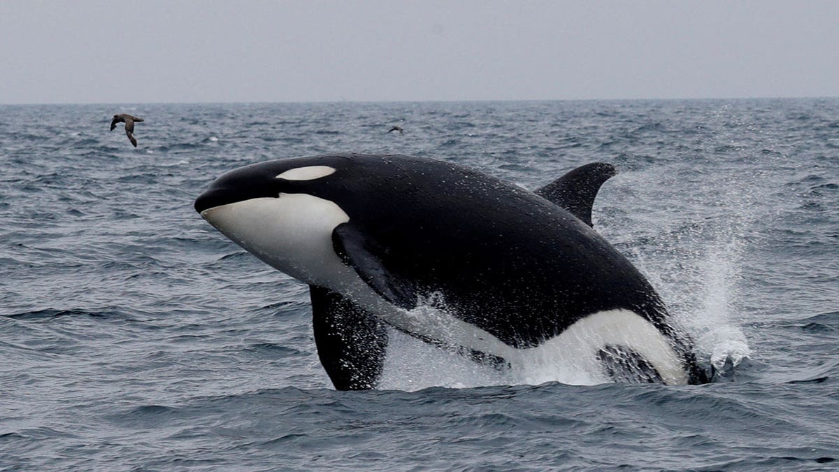 Killer whale jumps out of water