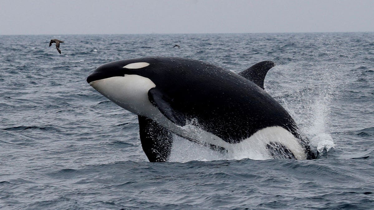 Killer whale jumps out of water