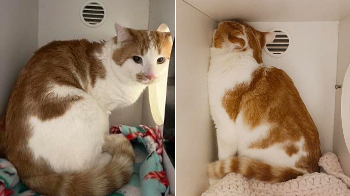 Two shots of a very handsome orange and white cat, one where he looks scared and another where he is hidden in a corner