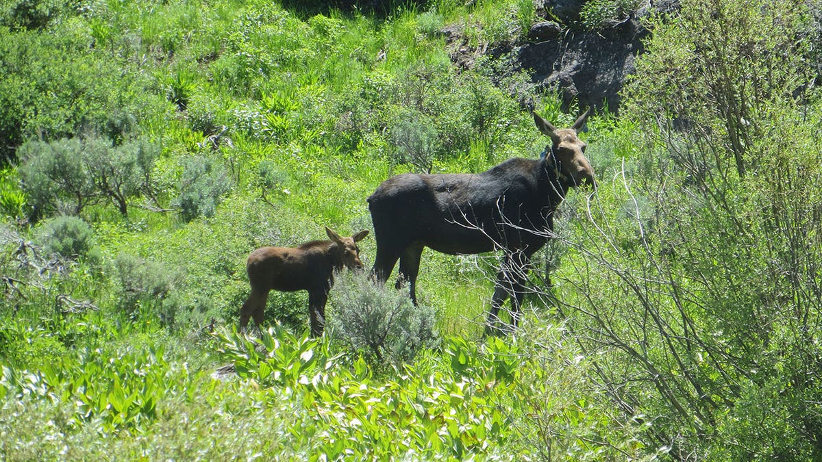 Moose and her calf