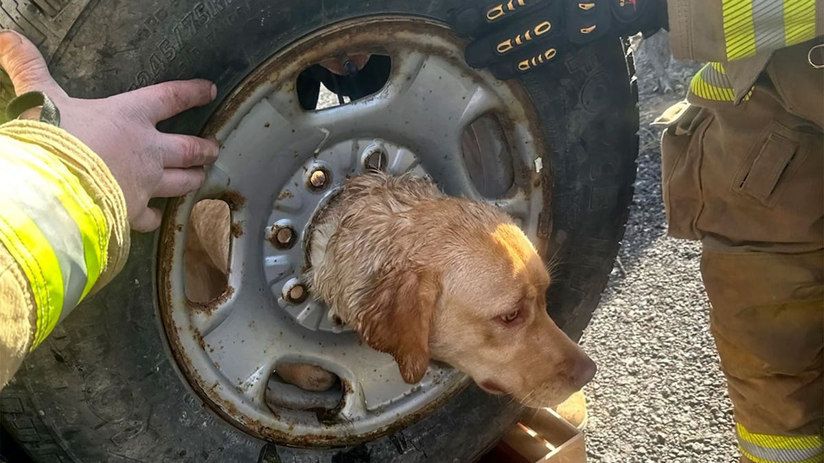 Dog stuck in tire