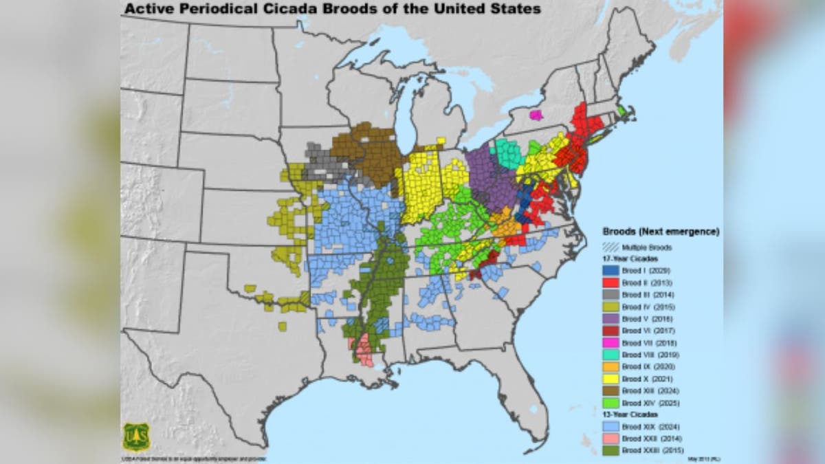 Periodical cicada map