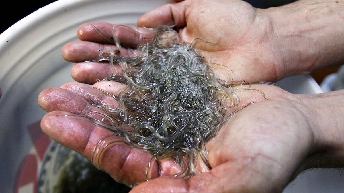 Man holds eels