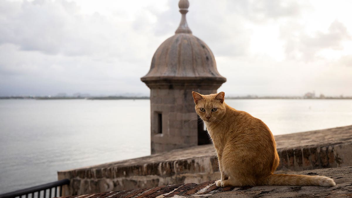 Puerto Rico cat