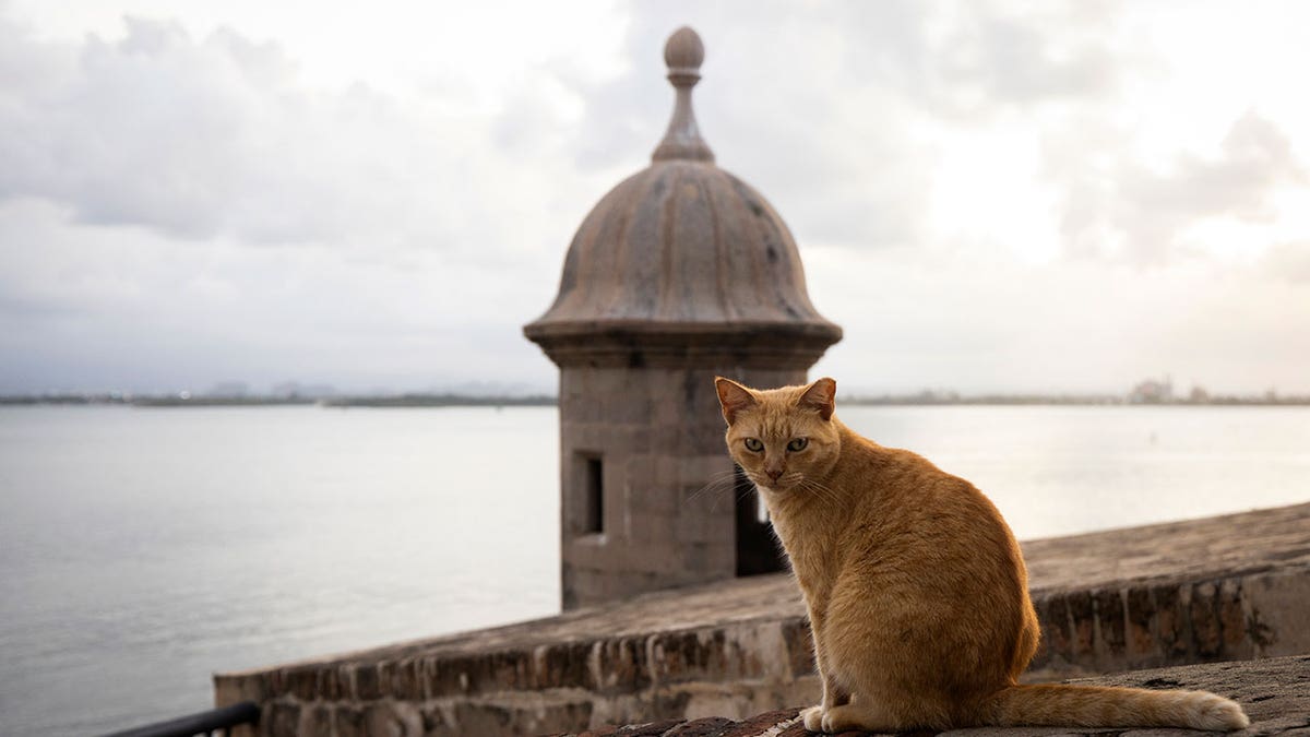 Puerto Rico cat