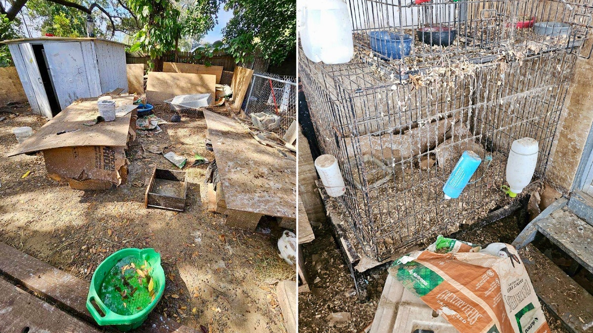 Living conditions where rabbits were discovered