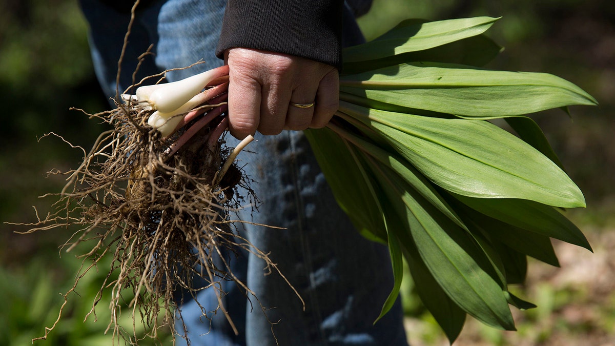 Ramp are also called wild leeks.