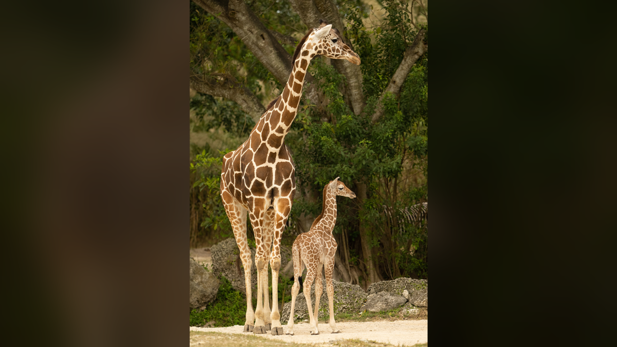 Adult giraffe standing next to baby giraffe
