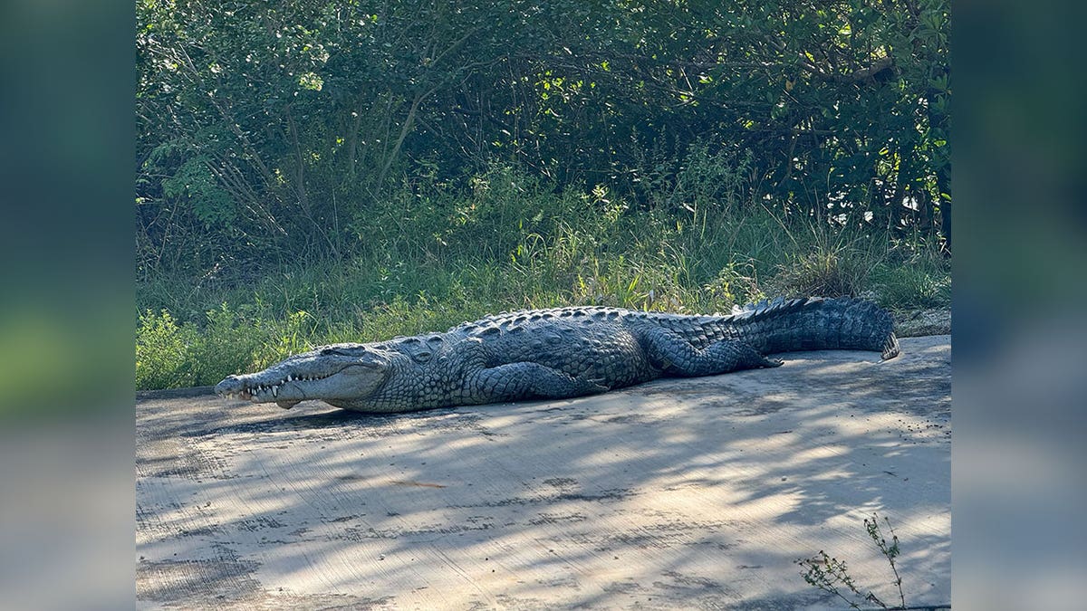 "Half-jaw" at Everglades National Park