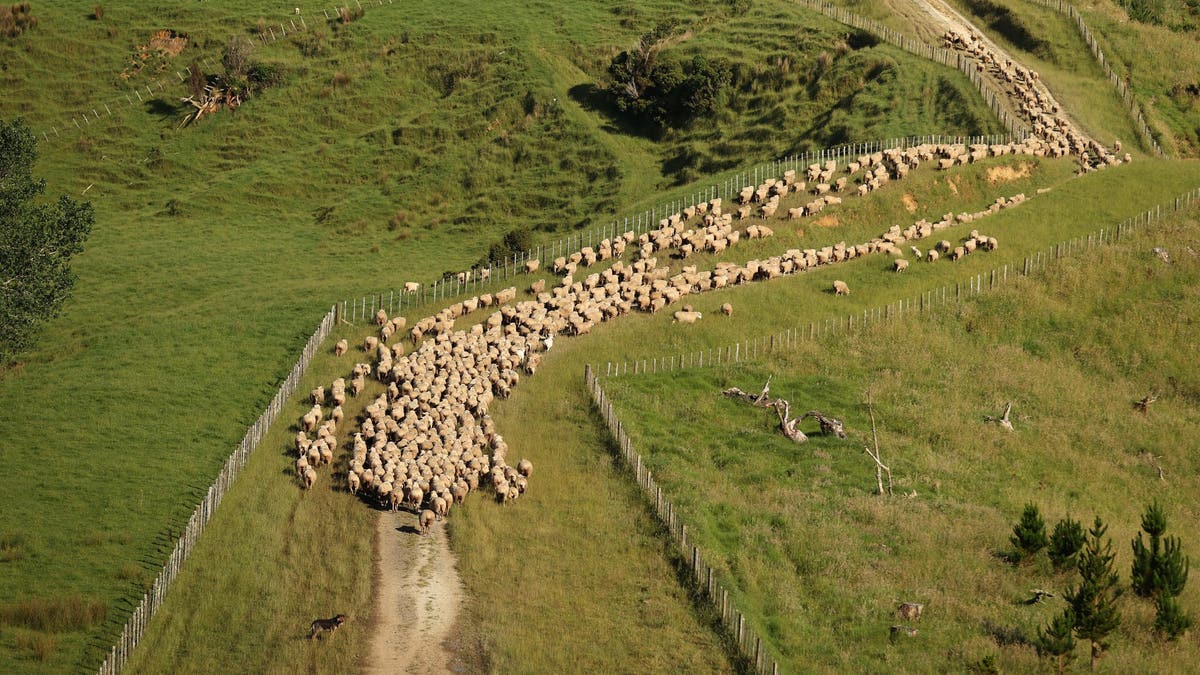 Sheep are mustered for shearing along the farmland on a New Zealand hill