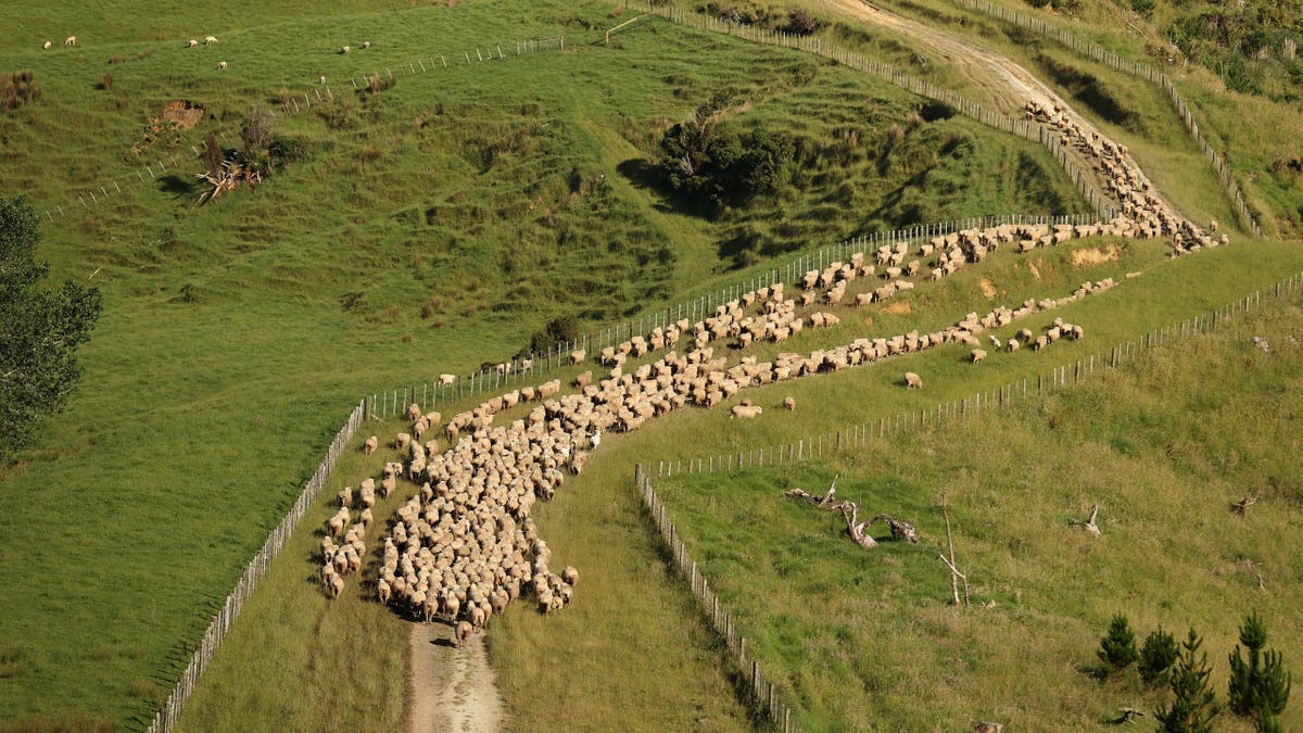 Sheep are mustered for shearing along the farmland on a New Zealand hill