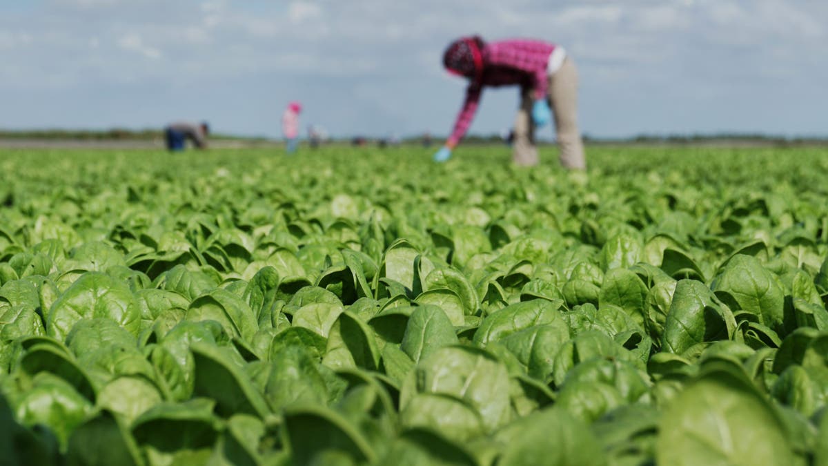 Spinach farm in Florida