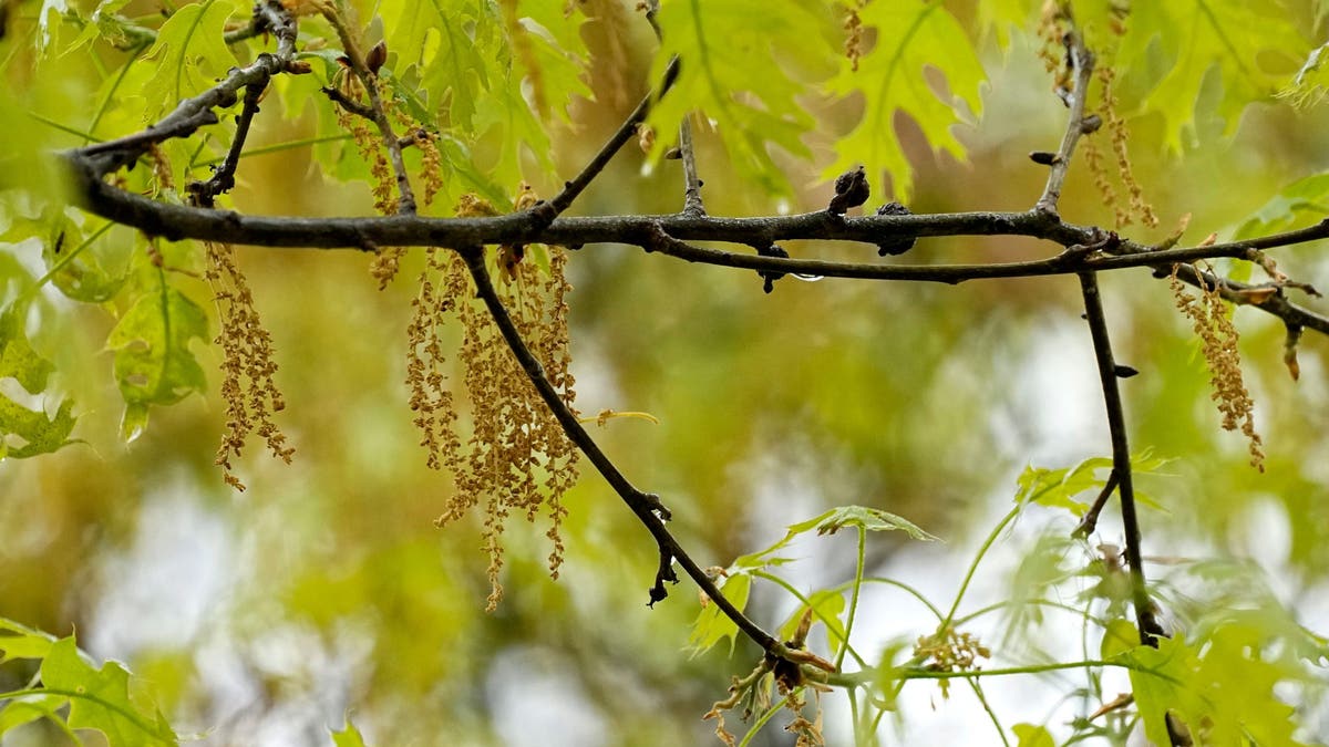 An oak tree with new leaf growth also shows pollen and a drop of water hanging among the branches