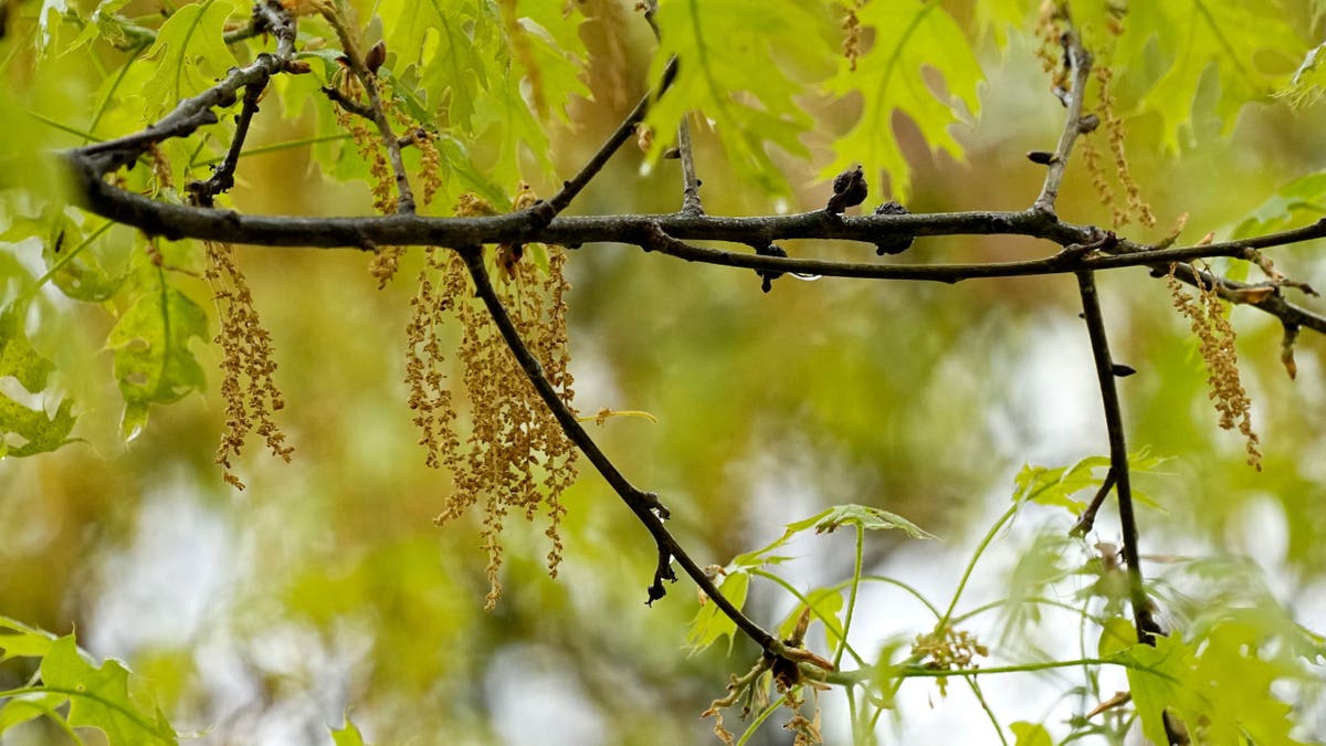 An oak tree with new leaf growth also shows pollen and a drop of water hanging among the branches