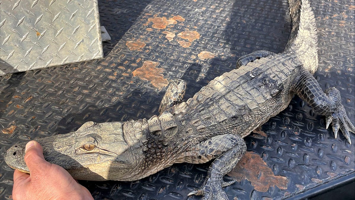 Tennessee alligator caught by fisherman