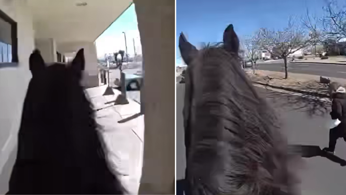 Split image of horse's head on bodycam