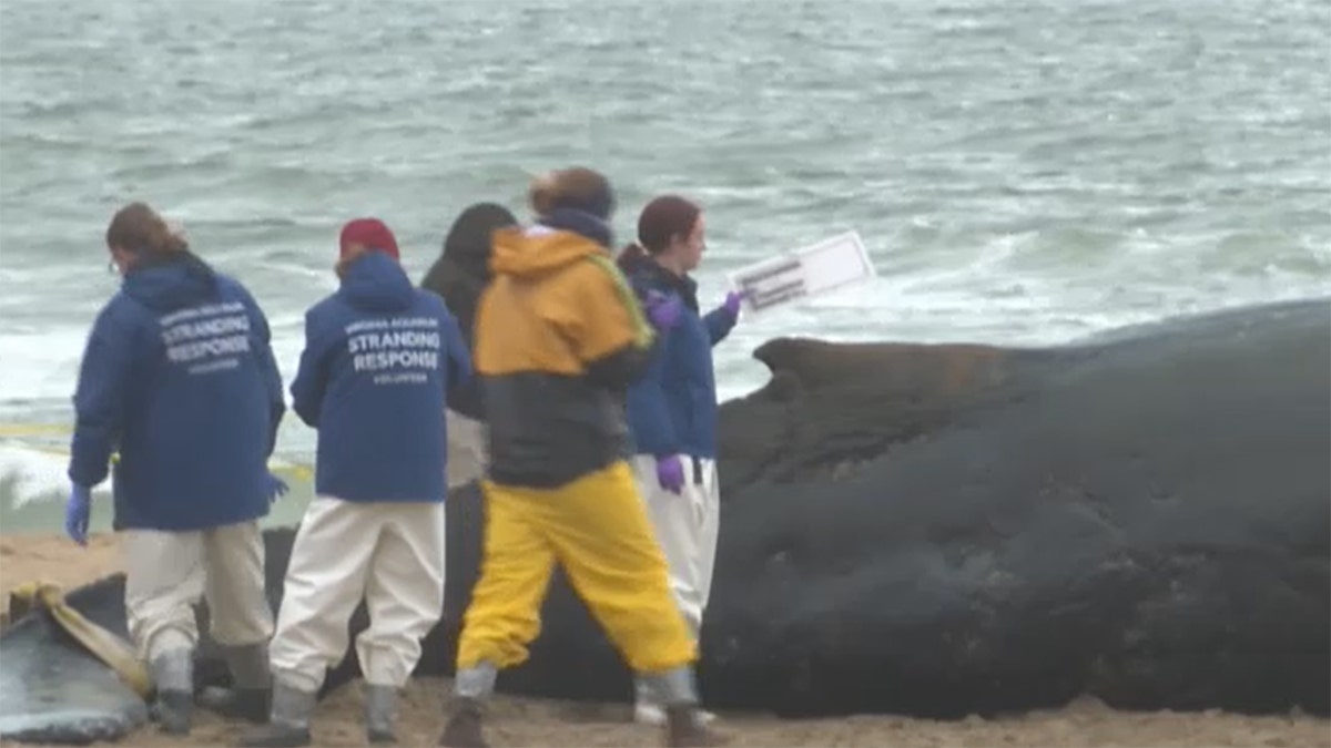 People inspecting the dead whale