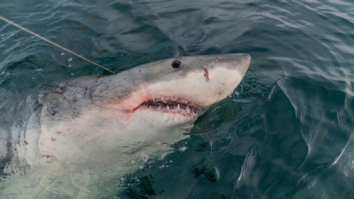 LeeBeth the white shark