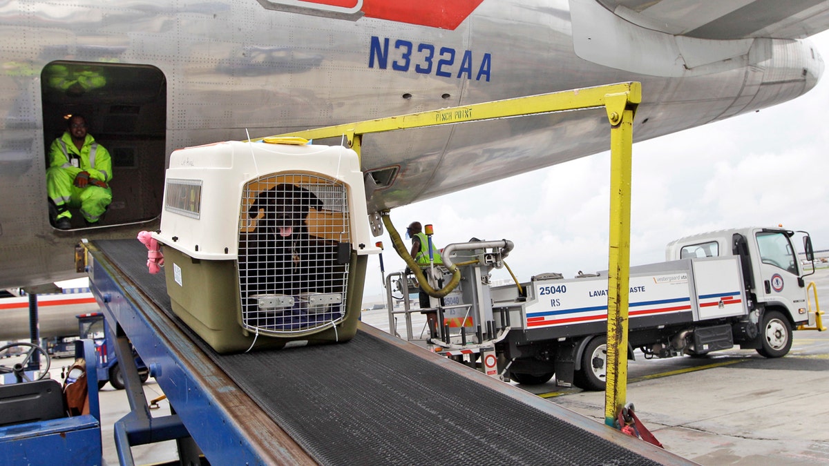 Dog in carrier, being unloaded from American Airlines plane