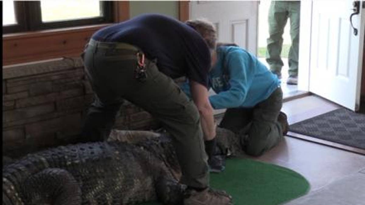 New York State authorities seized a pet alligator, named "Albert," from his owner in Hamburg, New York.