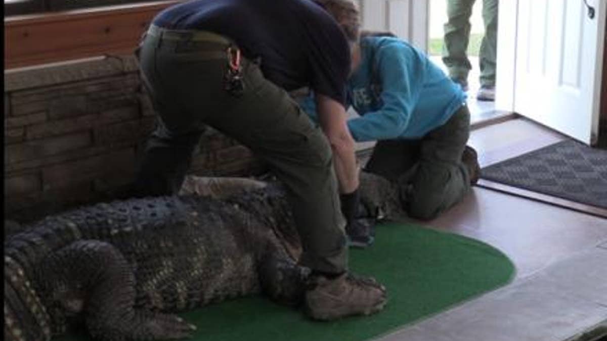 New York State authorities seized a pet alligator, named 