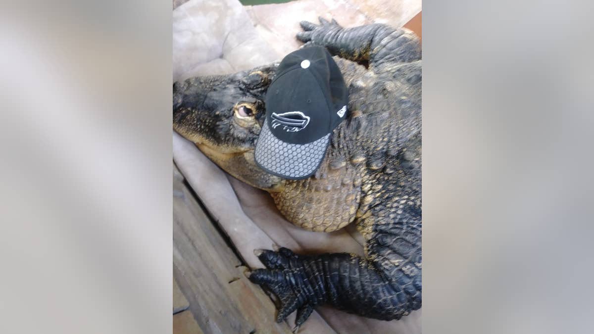 Albert the Alligator wearing his Buffalo Bills hat. 