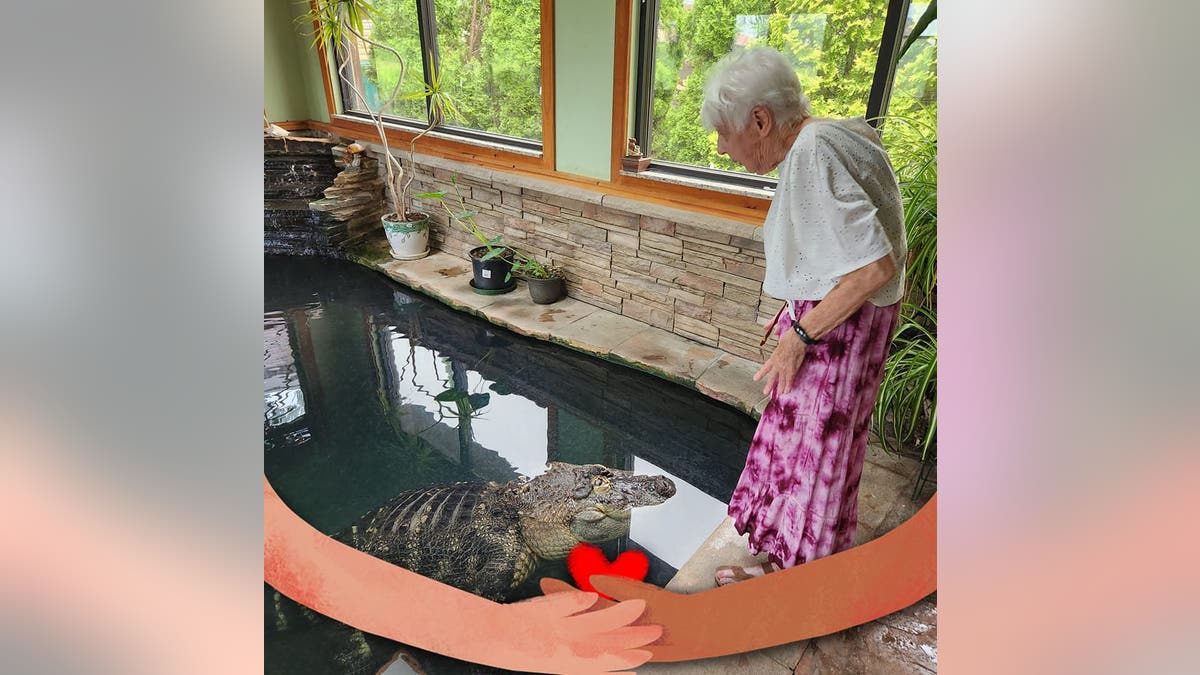 Albert the Alligator "loves my mom," the pet gator's owner said.