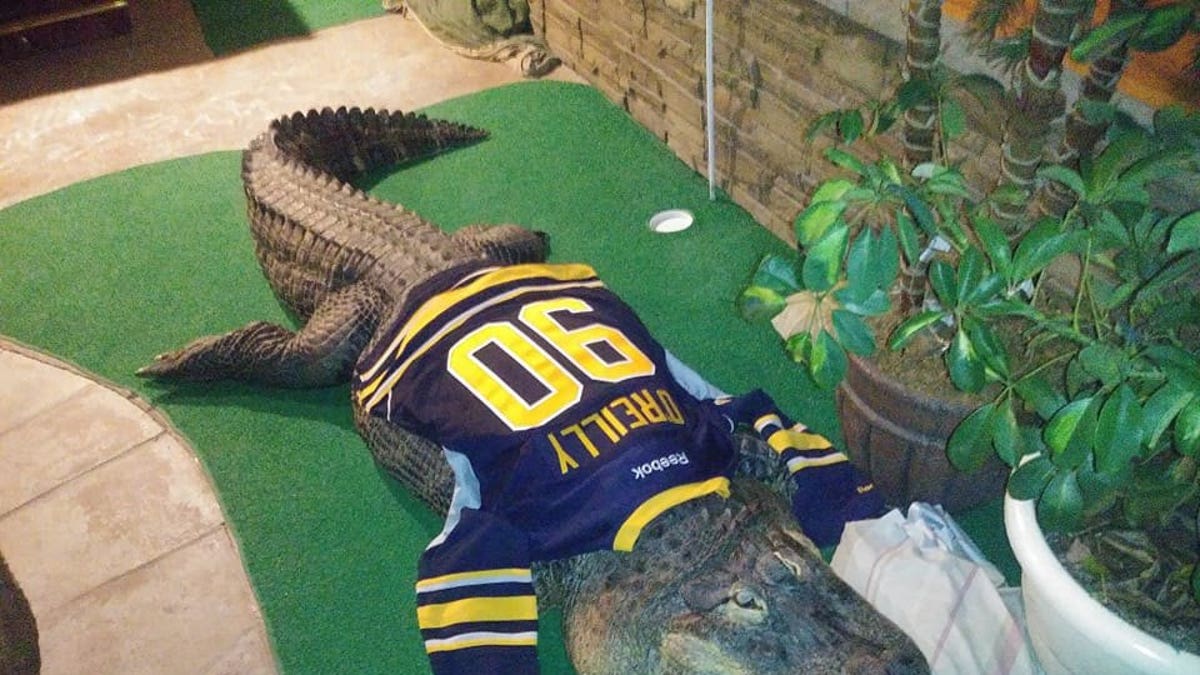 Albert the Alligator wearing his sports jersey