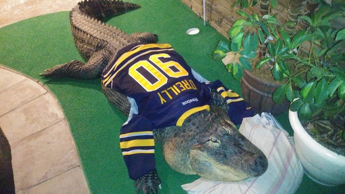 Albert the Alligator wearing his sports jersey