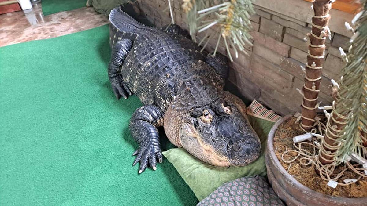 Albert the Alligator lying on his pillows,