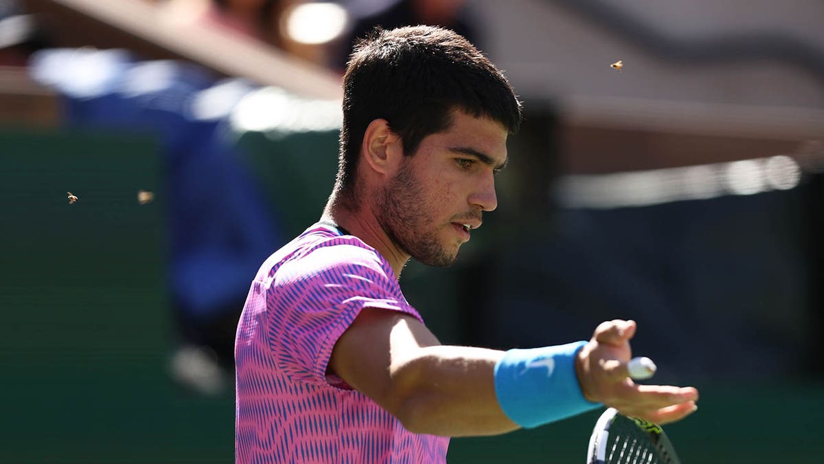 Bees Swarm Court At Indian Wells, Suspending Carlos Alcaraz-Alexander ...