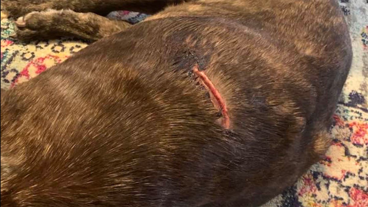 alligator bite on dog's bike