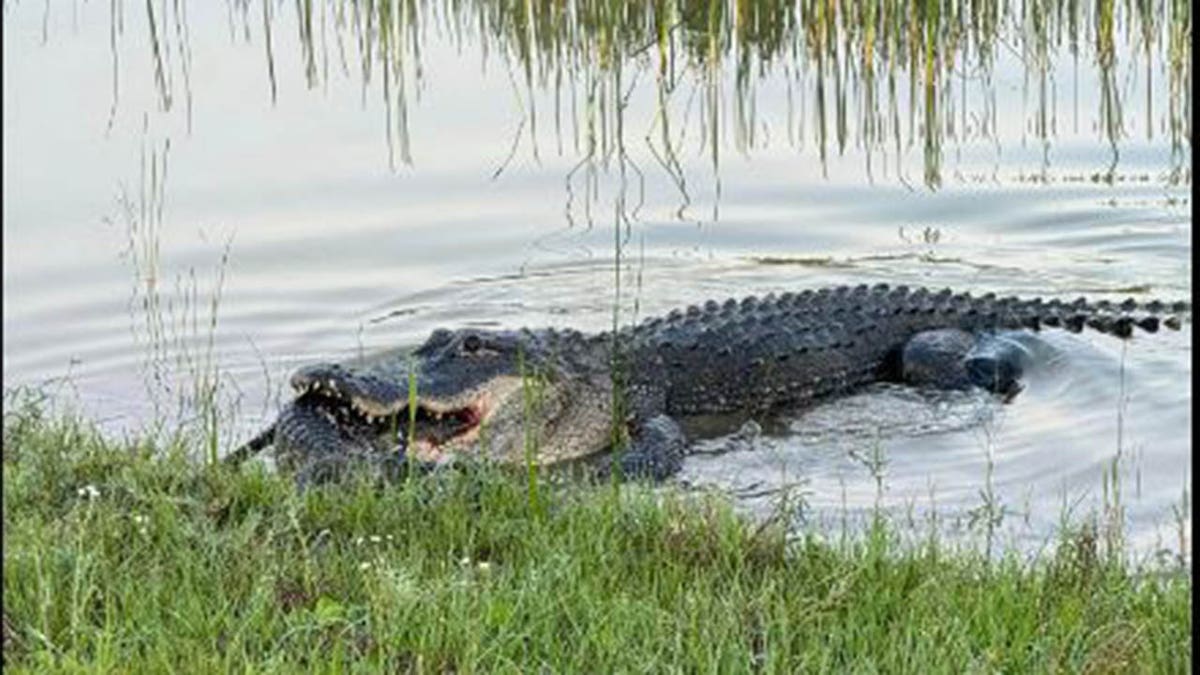 alligator rima afloat of smaller alligator