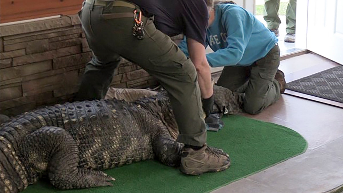 Seized alligator in upstate New York