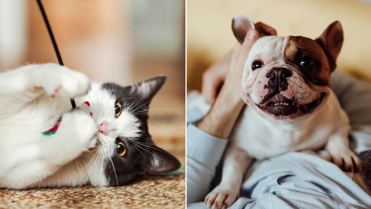 Essential Furry Friend Care Guide Tips for Optimal Pet Well-being