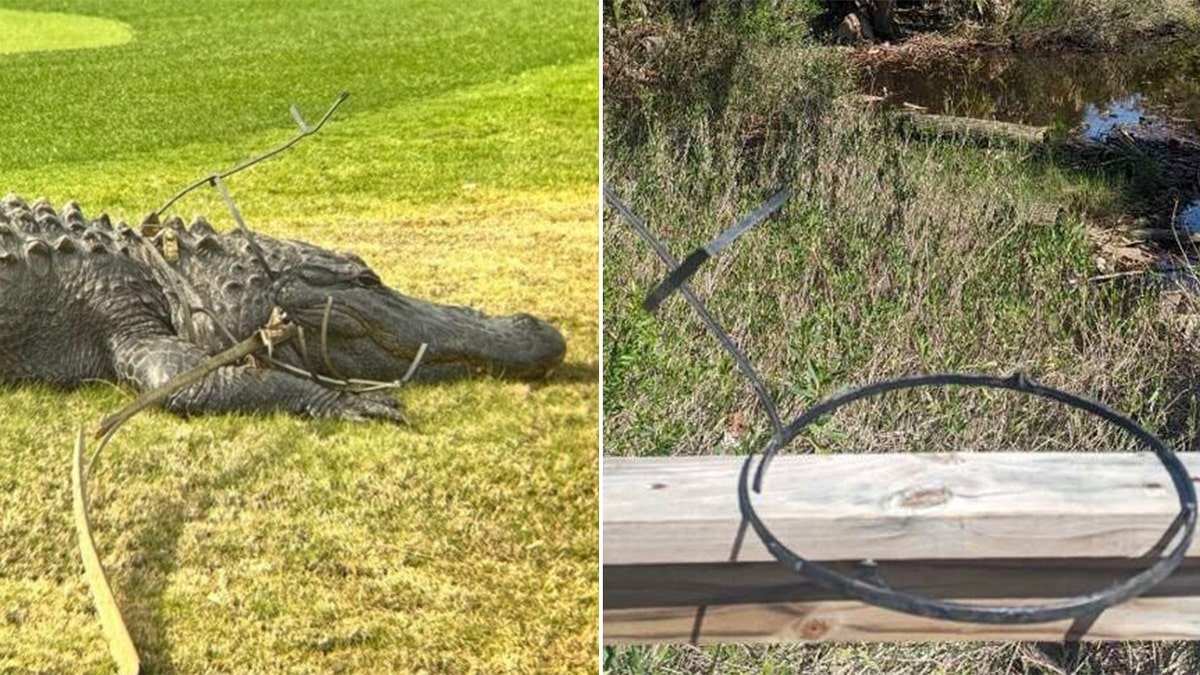 Split image of alligator's profile and tomato cage