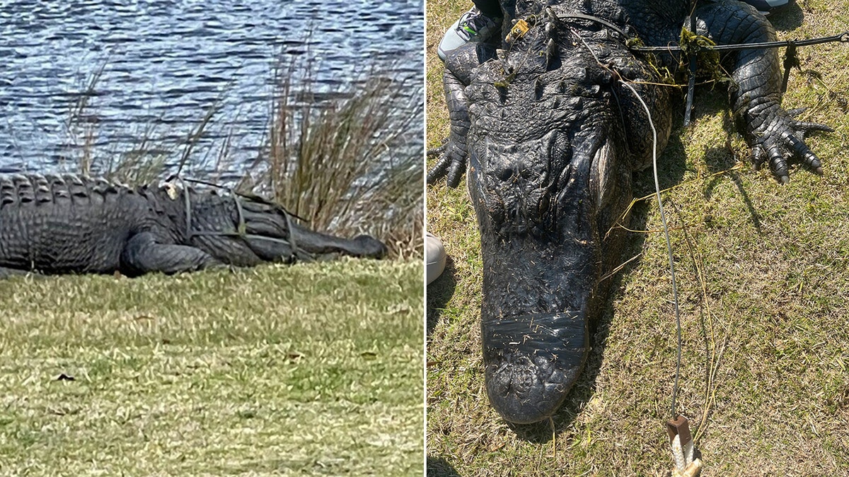 Split image of alligator pinch herb cage connected head