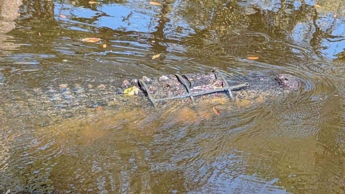 Wide image of alligator successful water