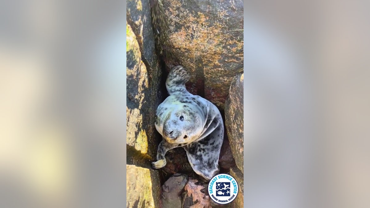 Baby seal trapped betwixt rocks