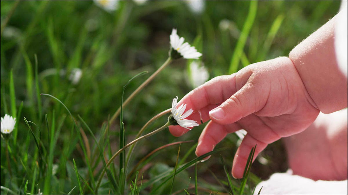 baby rubbing small flowers