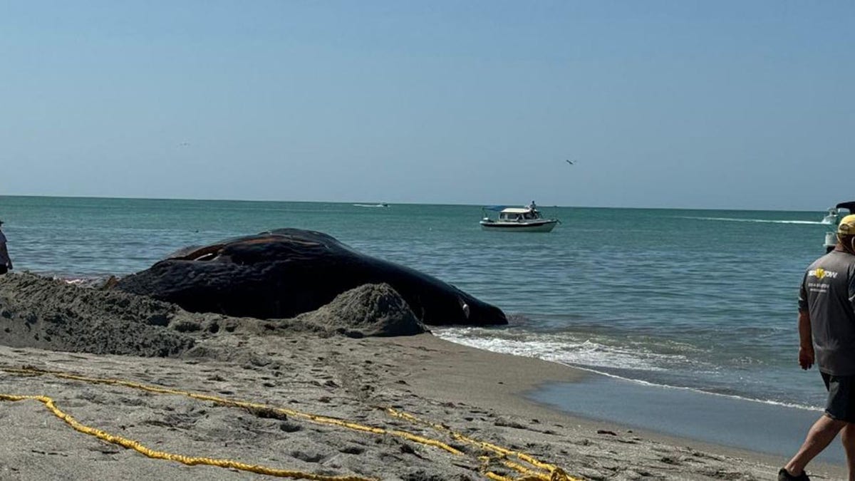 Whale beached in Venice, Florida