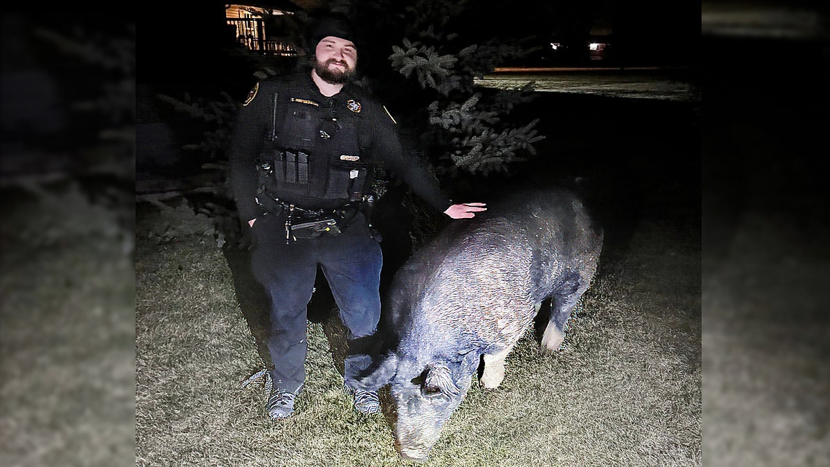 Giant pig and deputy